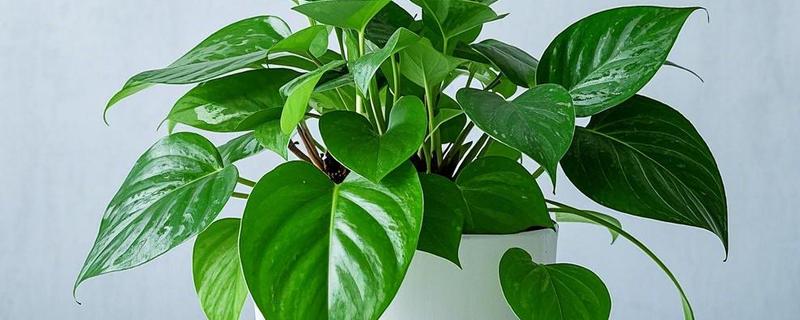 卧室放10盆绿萝会不会危害人体，正常养护不会危害人体健康