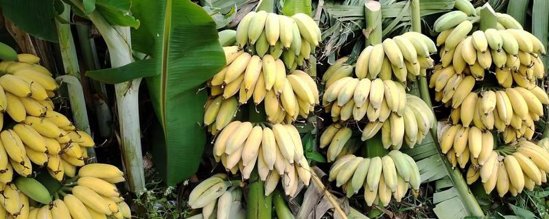 香蕉树要多久才能长大结果，生长一年便具备结果能力