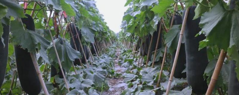 冬瓜的管理技术，定植后就要施加肥料