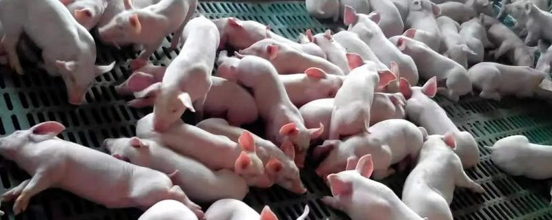 影响仔猪生长速度的因素，包括断奶时间、喂养方法等