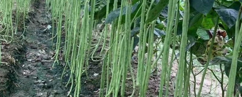 豆角细菌性叶斑病用什么药，可以选择使用内吸性的杀菌剂