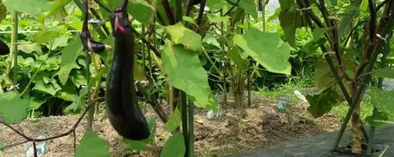 茄子是哪种颜色的，常见的有紫色、绿色和白色等