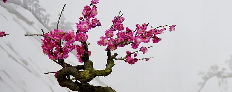 梅花的修剪方法，生长旺季要把新生的根芽、干芽及时剪掉