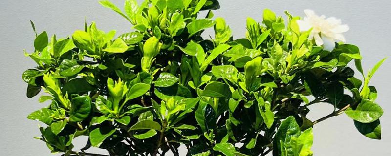 栀子花的花语，寓意坚强、永恒的爱等