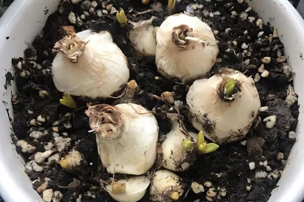 风信子夏季怎么水培,每隔5天换一次水