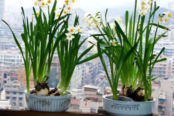 养殖水仙花的方法，夏季高温时每天浇水1-2次