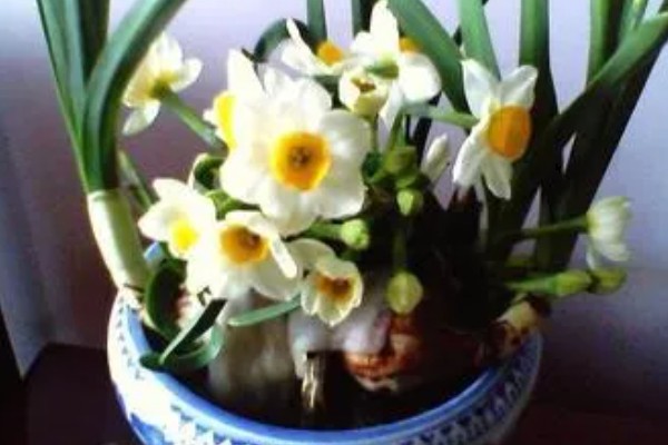 养殖水仙花的方法，夏季高温时每天浇水1-2次