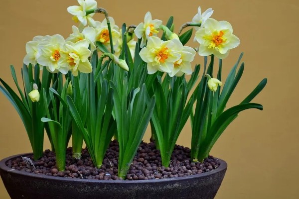 养殖水仙花的方法，夏季高温时每天浇水1-2次