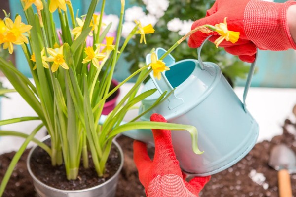 养殖水仙花的方法，夏季高温时每天浇水1-2次