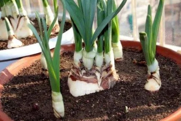 养殖水仙花的方法，夏季高温时每天浇水1-2次