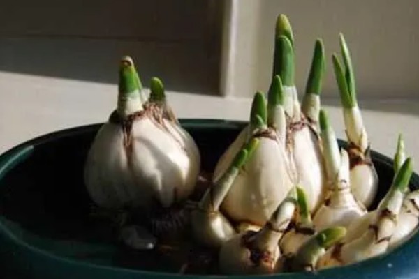 养殖水仙花的方法，夏季高温时每天浇水1-2次