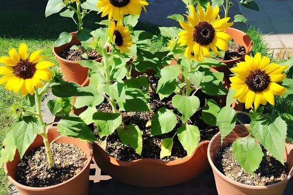 向日葵能否养在卧室中，卧室内可以栽培矮株品种