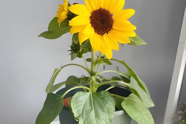 向日葵能否养在卧室中，卧室内可以栽培矮株品种