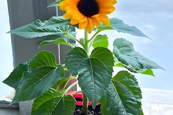 向日葵能否养在卧室中，卧室内可以栽培矮株品种