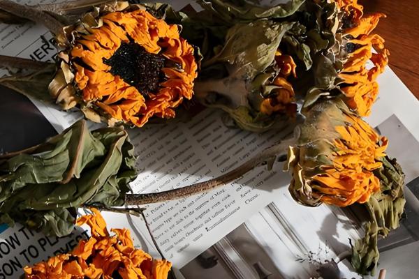 向日葵能否养在卧室中，卧室内可以栽培矮株品种