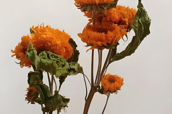 向日葵能否养在卧室中，卧室内可以栽培矮株品种