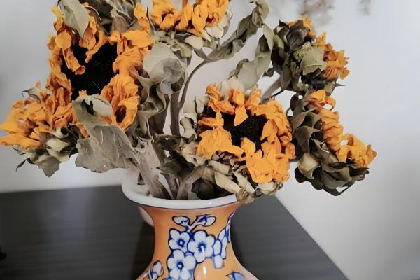 向日葵能否养在卧室中，卧室内可以栽培矮株品种