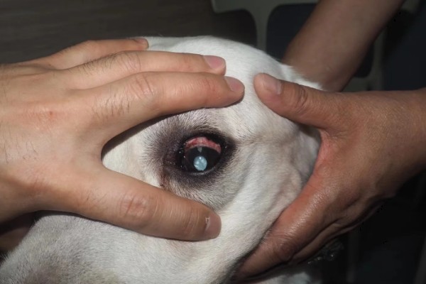 拉布拉多的人工养殖方法，要少食多餐喂养