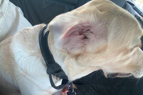 拉布拉多的人工养殖方法，要少食多餐喂养