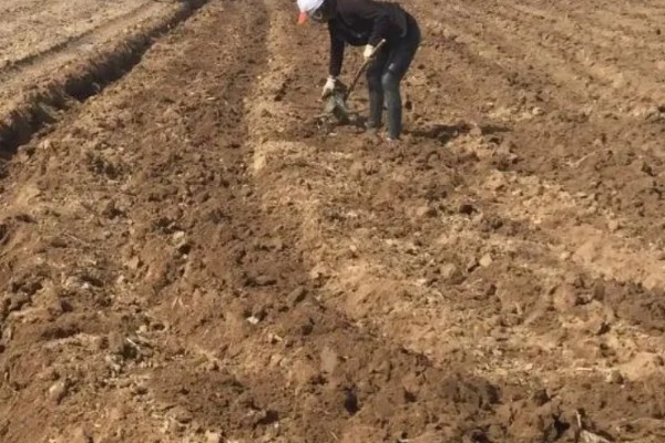 种植半夏施什么肥，基肥以腐熟有机肥为主