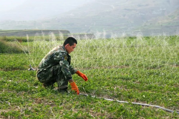 种植半夏施什么肥，基肥以腐熟有机肥为主