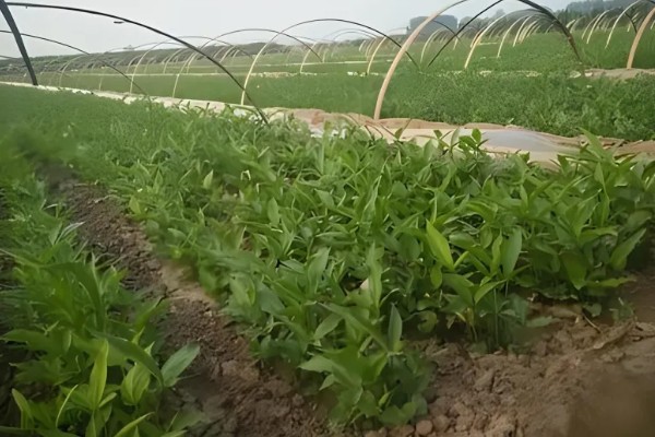 种植半夏施什么肥，基肥以腐熟有机肥为主