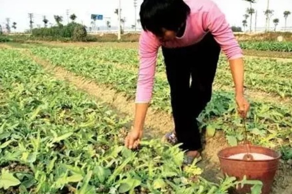 种植半夏施什么肥，基肥以腐熟有机肥为主