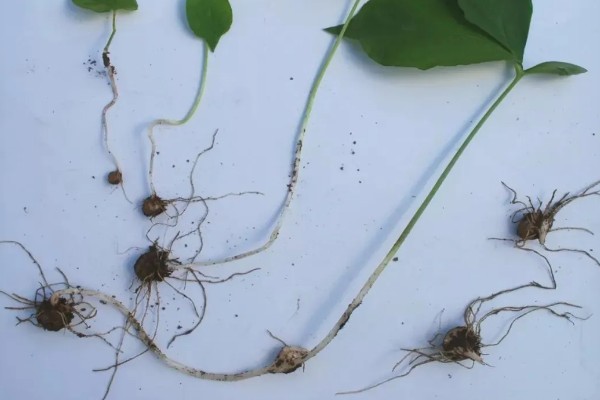 种植半夏施什么肥，基肥以腐熟有机肥为主