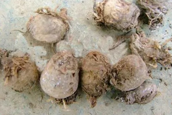 种植半夏施什么肥，基肥以腐熟有机肥为主