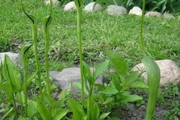 种植半夏施什么肥，基肥以腐熟有机肥为主