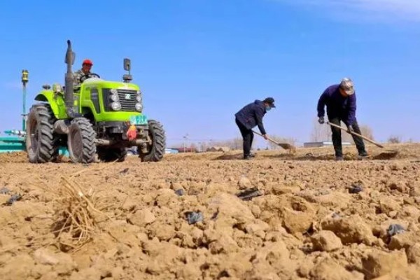 种植半夏施什么肥，基肥以腐熟有机肥为主