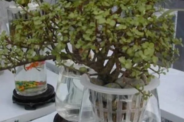 金枝玉叶可以水培吗，可以水培但不能长期水培