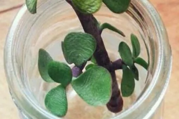 金枝玉叶可以水培吗，可以水培但不能长期水培
