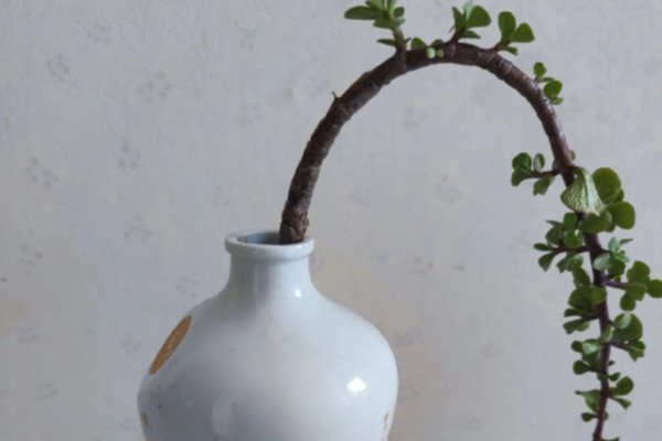 金枝玉叶可以水培吗，可以水培但不能长期水培