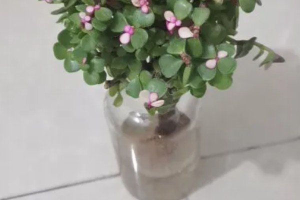 金枝玉叶可以水培吗，可以水培但不能长期水培