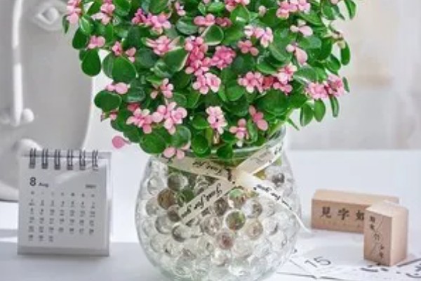 金枝玉叶可以水培吗，可以水培但不能长期水培