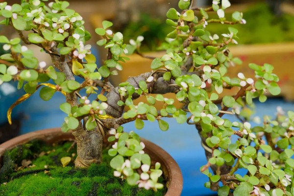 金枝玉叶可以水培吗，可以水培但不能长期水培