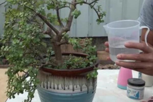 金枝玉叶可以水培吗，可以水培但不能长期水培