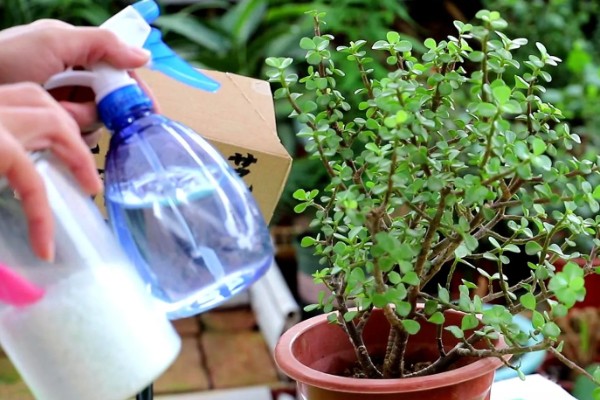 金枝玉叶可以水培吗，可以水培但不能长期水培