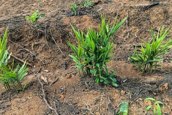 栽种生姜过多长时间才能出苗，经过20-30天左右会长出幼苗