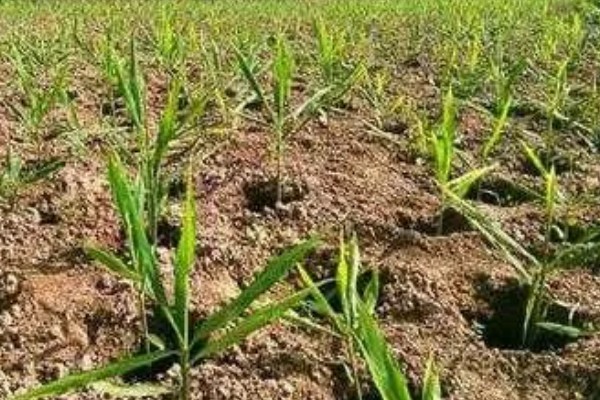 栽种生姜过多长时间才能出苗，经过20-30天左右会长出幼苗