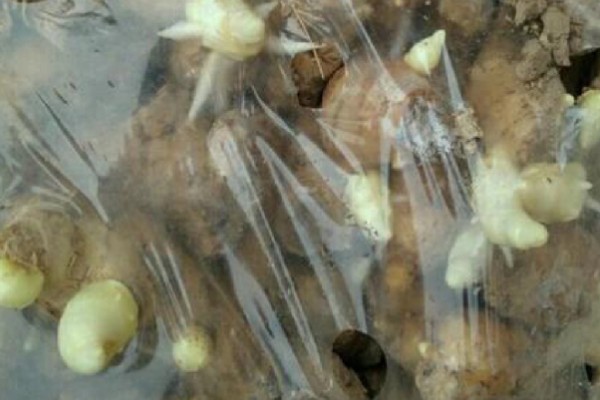 栽种生姜过多长时间才能出苗，经过20-30天左右会长出幼苗