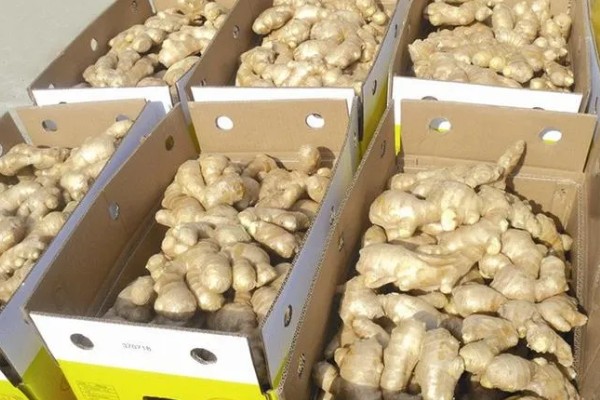 栽种生姜过多长时间才能出苗，经过20-30天左右会长出幼苗