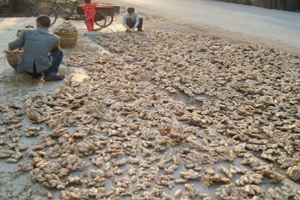 栽种生姜过多长时间才能出苗，经过20-30天左右会长出幼苗