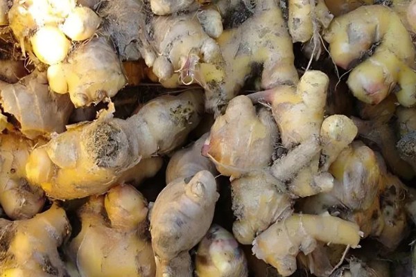 栽种生姜过多长时间才能出苗，经过20-30天左右会长出幼苗