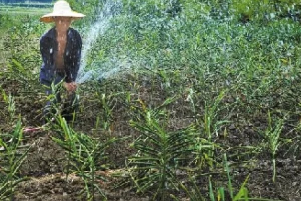 栽种生姜过多长时间才能出苗，经过20-30天左右会长出幼苗