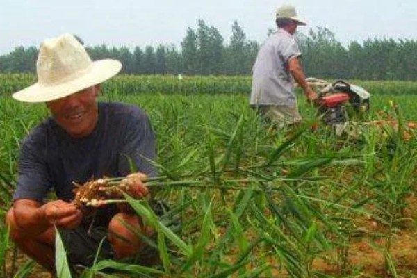 栽种生姜过多长时间才能出苗，经过20-30天左右会长出幼苗