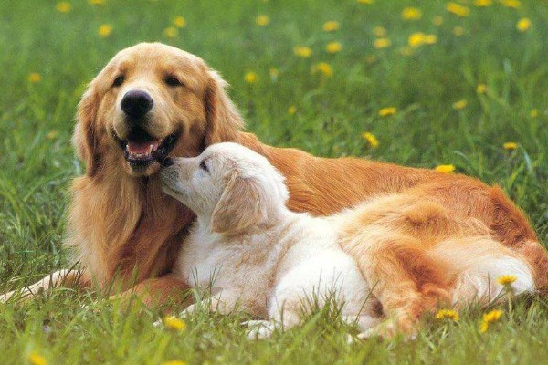 拉布拉多的人工养殖方法，要少食多餐喂养