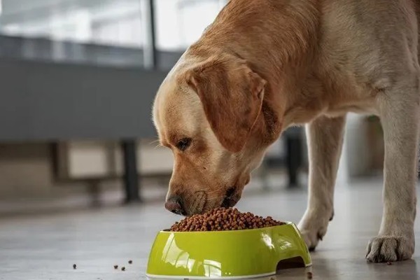 拉布拉多的人工养殖方法，要少食多餐喂养