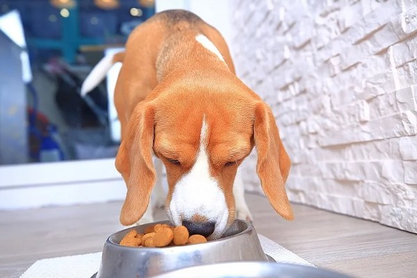 拉布拉多的人工养殖方法，要少食多餐喂养